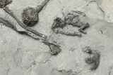 Plate of Silurian Cystoid (Caryocrinites) Fossils - New York #232153-4